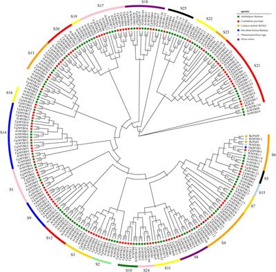 Genome-wide identification and analysis of anthocyanin synthesis-related R2R3-MYB genes in Cymbidium goeringii